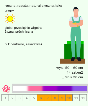 wymagania uprawowe Salvia viridis (szałwia zielona)