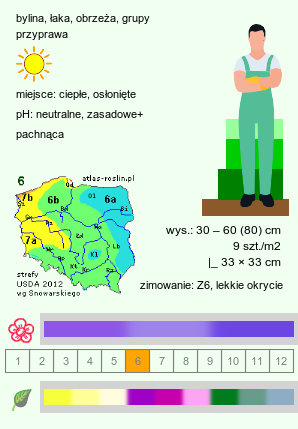 wymagania uprawowe Salvia officinalis (szałwia lekarska)