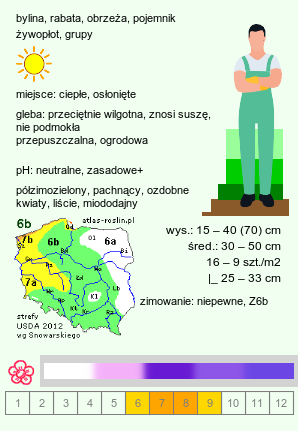 wymagania uprawowe Lavandula angustifolia (lawenda wąskolistna)