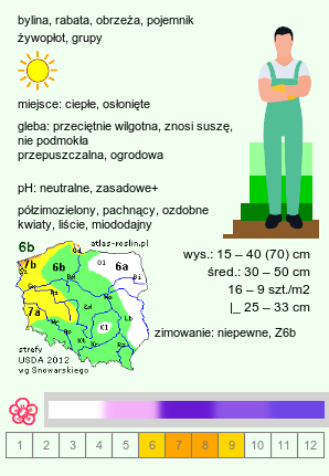 wymagania uprawowe Lavandula angustifolia (lawenda wąskolistna)