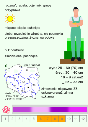 wymagania uprawowe Lavandula stoechas (lawenda francuska)