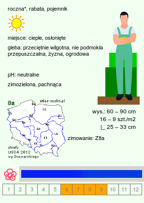 wymagania uprawowe Lavandula dentata (lawenda ząbkowana)