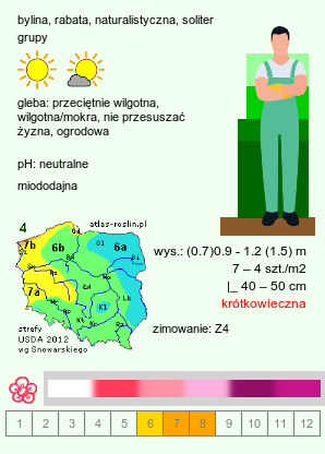 wymagania uprawowe Monarda (pysznogłówka)