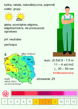 wymagania uprawowe Monarda didyma (pysznogłówka szkarłatna)