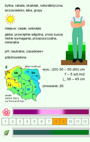 wymagania uprawowe Origanum laevigatum (lebiodka gładka)