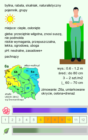 wymagania uprawowe Salvia yangii (perowskia łobodolistna)