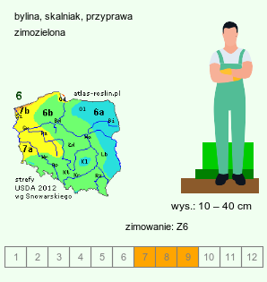 wymagania uprawowe Satureja montana (cząber górski)