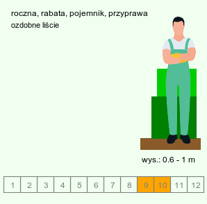 wymagania uprawowe Perilla frutescens (pachnotka półkrzewiasta)