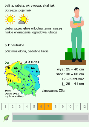 wymagania uprawowe Stachys byzantina (czyściec wełnisty)