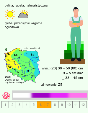 wymagania uprawowe Betonica macrantha (czyściec wielkokwiatowy)