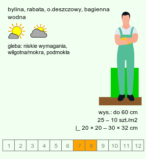 wymagania uprawowe Mentha aquatica (mięta nadwodna)