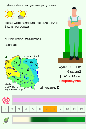 wymagania uprawowe Mentha ×citrata (mięta pieprzowa)