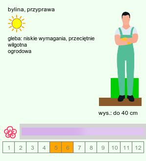 wymagania uprawowe Mentha ×verticillata (mięta okręgowa)