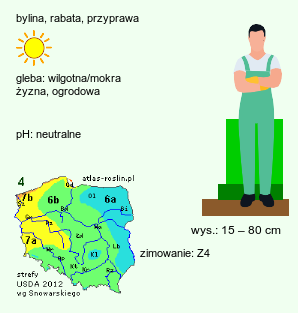 wymagania uprawowe Mentha spicata (mięta zielona)