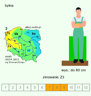 wymagania uprawowe Mentha suaveolens (mięta okrągłolistna)