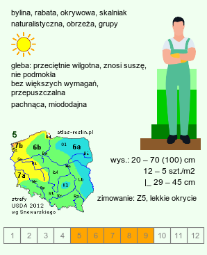 wymagania uprawowe Nepeta (kocimiętka)