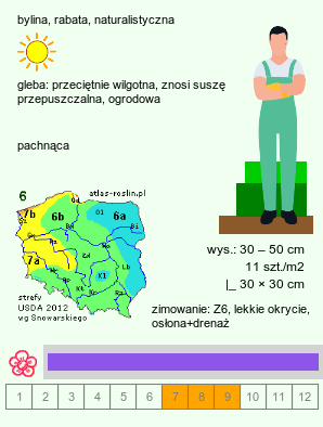 wymagania uprawowe Nepeta nervosa (kocimiętka żyłkowana)