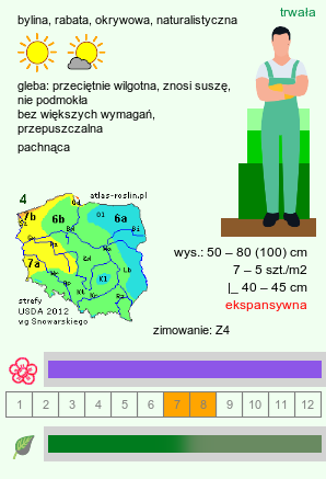 wymagania uprawowe Nepeta sibirica (kocimiętka syberyjska)