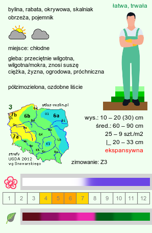 wymagania uprawowe Ajuga reptans (dąbrówka rozłogowa)