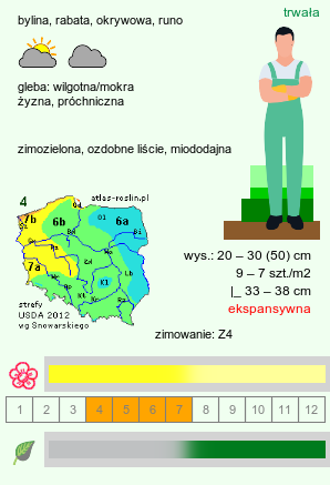 wymagania uprawowe Galeobdolon luteum (gajowiec żółty)