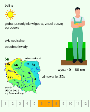 wymagania uprawowe Salvia verticillata (szałwia okręgowa)