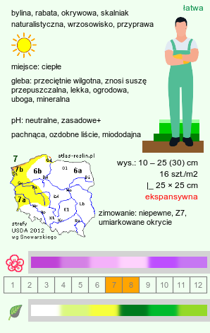 wymagania uprawowe Thymus ×citriodorus (macierzanka cytrynowa)