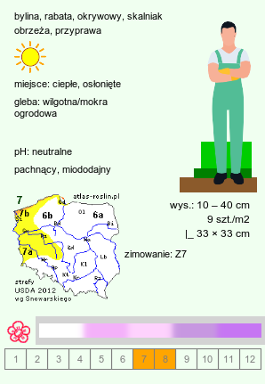 wymagania uprawowe Thymus vulgaris (macierzanka tymianek)