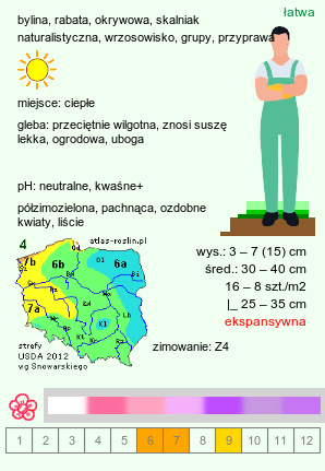 wymagania uprawowe Thymus serpyllum (macierzanka piaskowa)