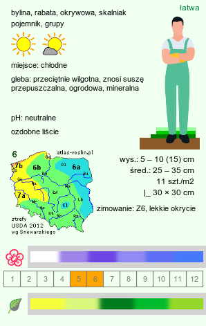 wymagania uprawowe Campanula garganica (dzwonek gargański)