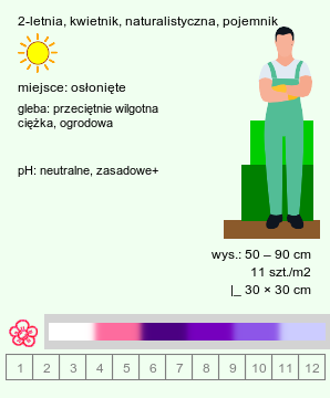 wymagania uprawowe Campanula medium (dzwonek ogrodowy)