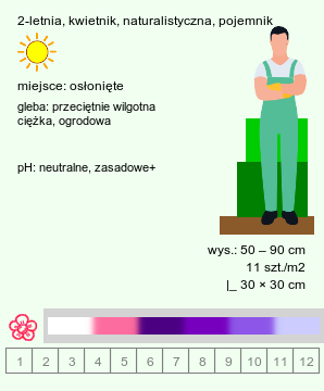 wymagania uprawowe Campanula medium (dzwonek ogrodowy)