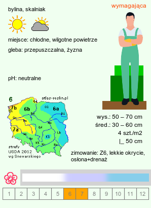 wymagania uprawowe Codonopsis clematidea (dzwonkowiec powojnikowaty)