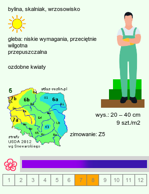 wymagania uprawowe Jasione laevis (jasieniec trwały)