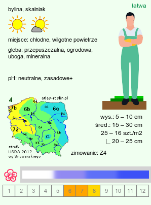 wymagania uprawowe Campanula cochleariifolia (dzwonek drobny)