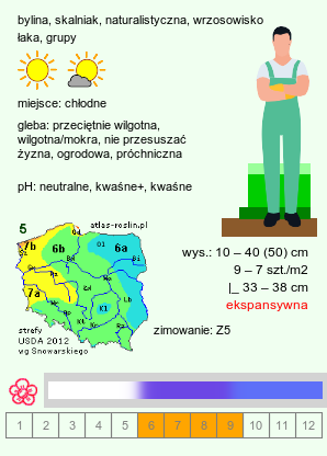 wymagania uprawowe Campanula rotundifolia (dzwonek okrągłolistny)