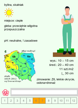 wymagania uprawowe Achillea ageratifolia ssp. serbica (krwawnik żeniszkolistny serbski)