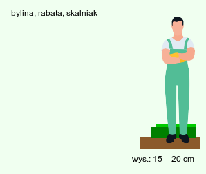 wymagania uprawowe Achillea clavennae (krwawnik klaweński)