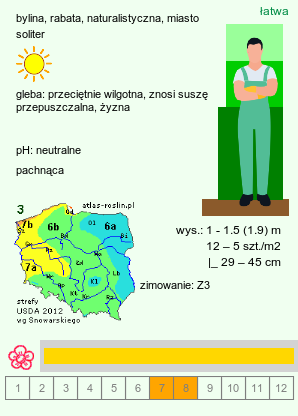 wymagania uprawowe Achillea filipendulina (krwawnik wiązówkowaty)