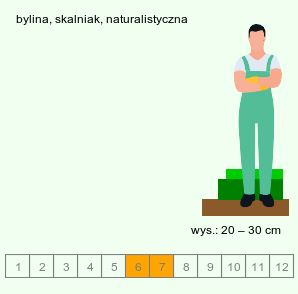 wymagania uprawowe Achillea lingulata (krwawnik językolistny)