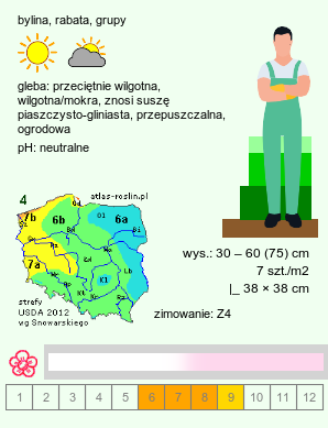 wymagania uprawowe Achillea alpina (krwawnik syberyjski)