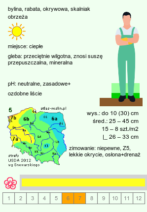 wymagania uprawowe Achillea tomentosa (krwawnik wełnisty)