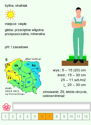 wymagania uprawowe Achillea umbellata (krwawnik baldaszkowaty)