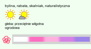 wymagania uprawowe Aster-ozdobne