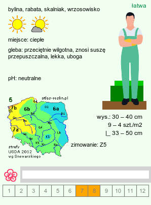 wymagania uprawowe Anaphalis triplinervis (anafalis trójnerwowy)