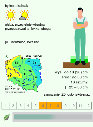 wymagania uprawowe Artemisia schmidtiana (bylica Schmidta)