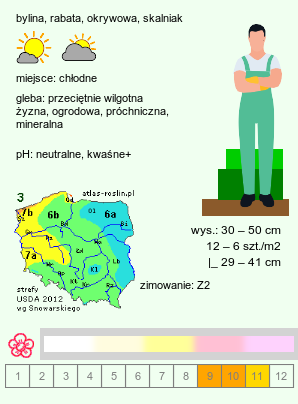 wymagania uprawowe Arctanthemum arcticum (złocień arktyczny)