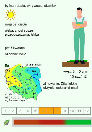 wymagania uprawowe Cotula squalida (kotula nowozelandzka)