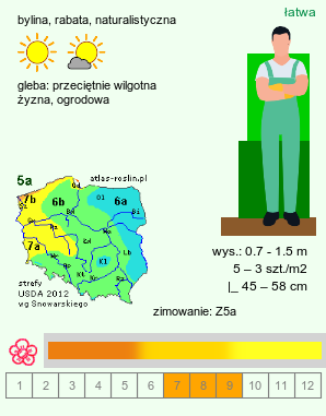 wymagania uprawowe Heliopsis scabra (skwarota szorstka)