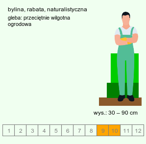 wymagania uprawowe Solidago caesia (nawłoć sina)