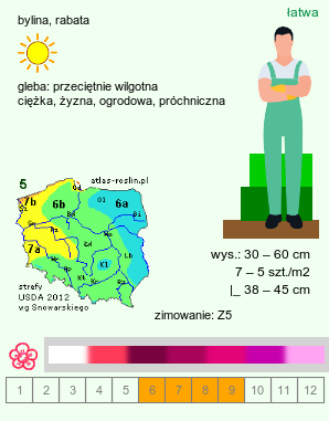 wymagania uprawowe Tanacetum coccineum (wrotycz różowy)